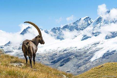 Kitzbühel Grundstücke, Kitzbühel Grundstück kaufen