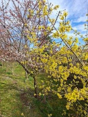 angepflanzte Ziergehölze