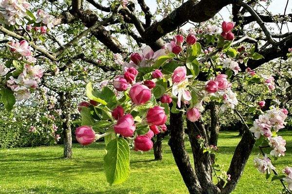 Blühende Bäume auf der Obstwiese 