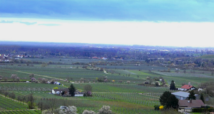 Weitblick in die Rheinebene