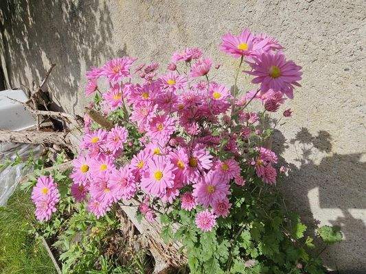 für Blumenliebhaber