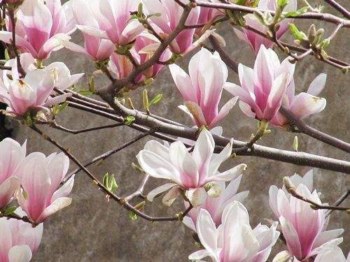 .. Frühjahr im  eigenen Haus !