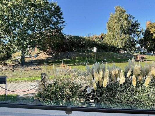 Blick auf kleine Schafweide