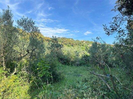 Olivenhain Massa Marittima