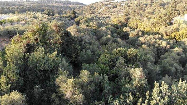Kreta, Neo Chorio: Charmantes Baugrundstück mit Olivenbäumen und Panoramablick im Apokoronas zu verkaufen