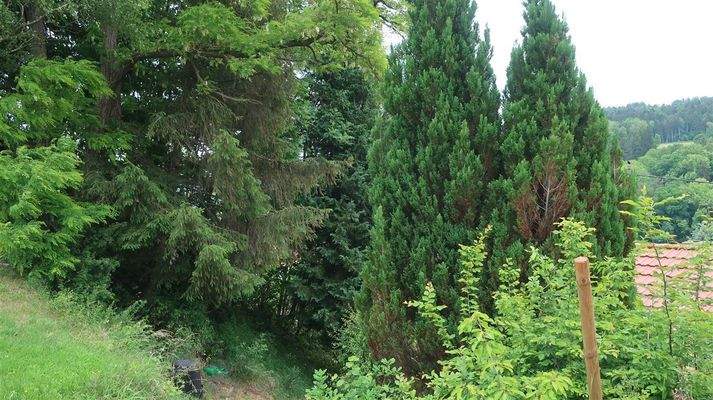 alter Baumbestand im eigenen Garten