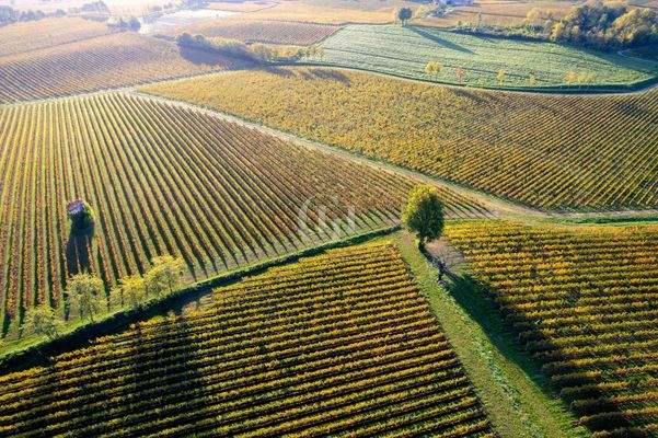 Weinberge in Franciacorta