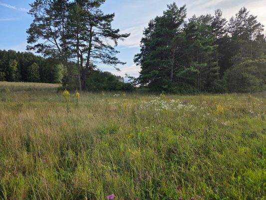 1351 - Flurstück 1383 - lfd. Nr.2-Bild 2