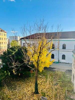 Blick auf Herbstbaum