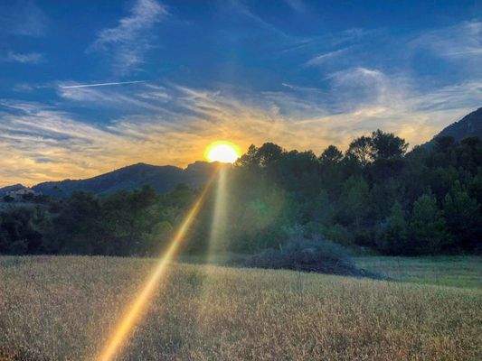 spektakuläres-baugrundstück-mit-zwei-brunnen-mit-der-möglichkeit-ein-haus-schwimmbad-und-weinberg-im-herzen-der-serra-de-tramuntana-mit-steineichen-kiefern-eigenbäumen-ullastres-in-der-gemeinde-selva-in-der-nähe-von-campanet-moscari-binibona