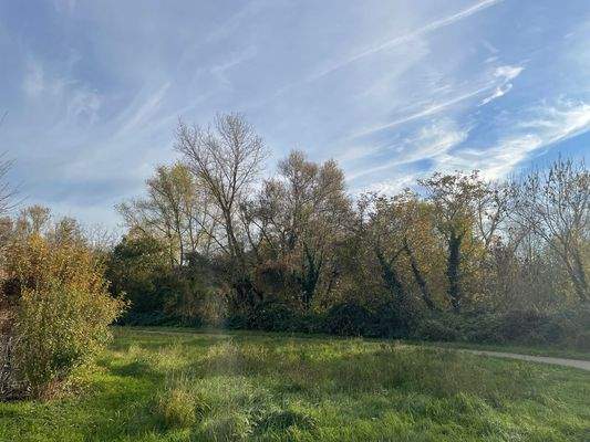 Hier geht es zur Maaraue!