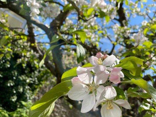 .. zur Apfelblüte !
