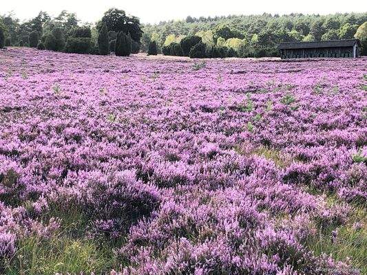 Ein Meer aus Heide