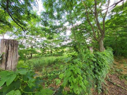 Örkény 20 ha rechte Seite Zaun