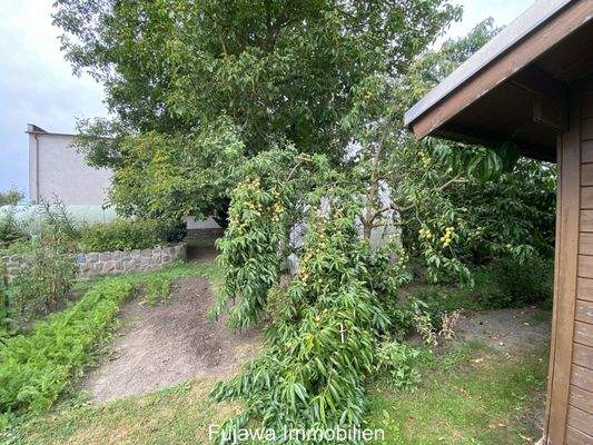 Aprikosenbaum,, Gemüsegarten und Gerätehäuschen (Ostseite)