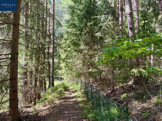 Eingezäunter Weg - Teich 1