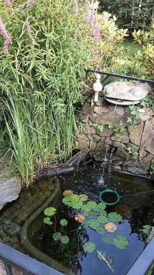 06 Kleiner Teich, Zierfische