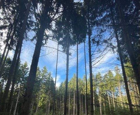 Vohenstrauß / Altenstadt bei Vohenstrauß Bauernhöfe, Landwirtschaft, Vohenstrauß / Altenstadt bei Vohenstrauß Forstwirtschaft