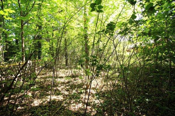 Grd_am Isoldeweg-mit Bewuchs aus 2025