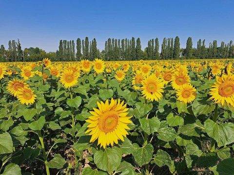 Mühlberg/Elbe Gastronomie, Pacht, Gaststätten