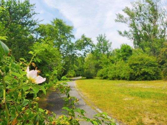 Park mit Hundewiese.jpg