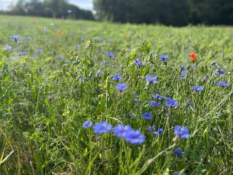 Burow Bauernhöfe, Landwirtschaft, Burow Forstwirtschaft