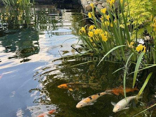 Fischteich im Garten