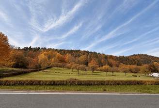 Weitläufige Obstbaumwiese mit idyllischer Waldkulisse