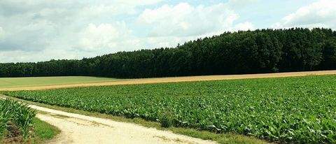 Landensberg Bauernhöfe, Landwirtschaft, Landensberg Forstwirtschaft