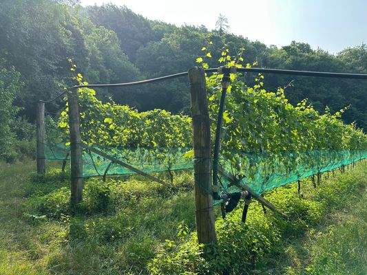 Biodynamische Wiese Kaltern Südtirol kaufen – Biolandwirtschaft Kaltern – biologisches Grünland Südtirol – naturnahe Wiese Kaltern – ökologisches Grundstück Kaltern – landwirtschaftliches Grundstück Südtirol – Agrarland Kaltern – Weidefläche Südtirol – ex