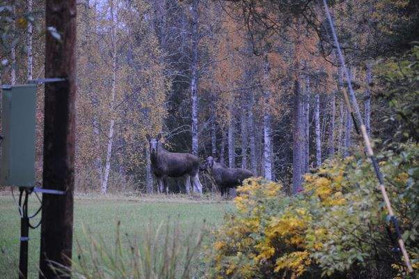 Elche auf hauseigener Weide