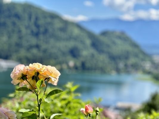 Rose vom Ossiacher S