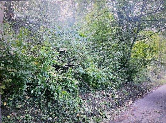 Tüllinger Fotos 2025-09 (5).JPG