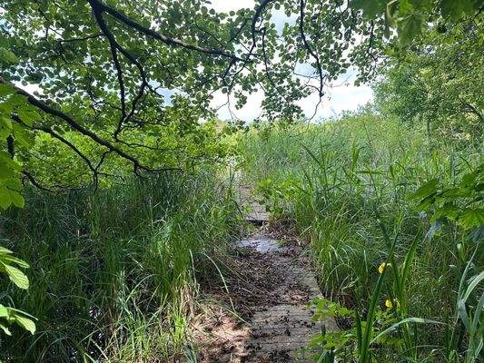 Vorlandfläche mit Steg