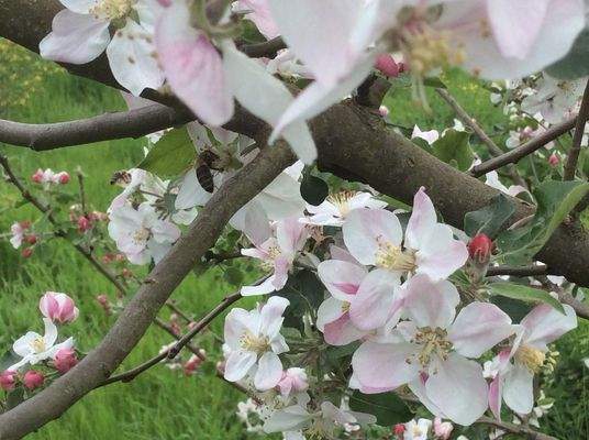 Mirabellenbaum blüht ab März