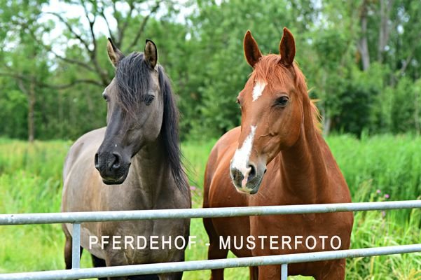 Professioneller Pferdehof in RLP / SL - MUSTERFOTO