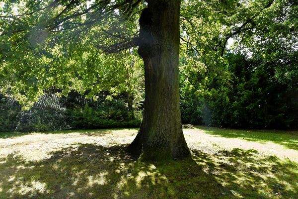Eiche im Garten Südseite