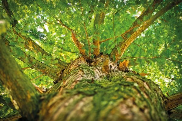 tree-1750784.jpg