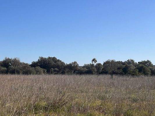 Grundstücke-mit-Baugenehmigung-in-Sencelles