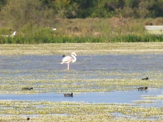 Flamingo
