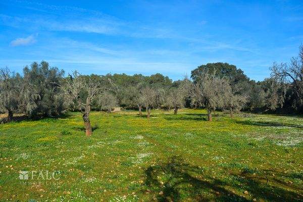 ... weiden und saftigen/grandes y verdes/wide and lush...