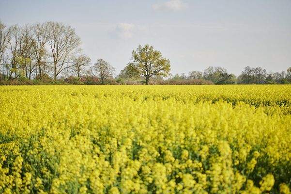 Rapsfelder in der Umgebung