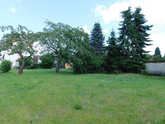 Wiese mit Obstbäumen.JPG