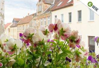 Flower-Power...