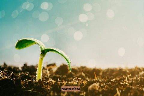 Marloffstein Bauernhöfe, Landwirtschaft, Marloffstein Forstwirtschaft