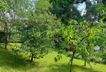 Obstgarten