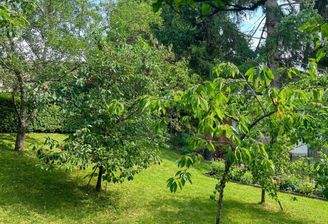 Obstgarten