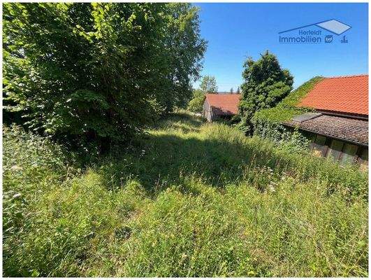 Ideal für einen Traumgarten am Waldrand