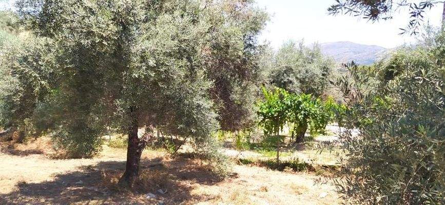 Kreta, Daratsos: Grundstück in ruhiger Lage neben der Stadt Chania zu verkaufen