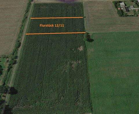 Berumerfehn Bauernhöfe, Landwirtschaft, Berumerfehn Forstwirtschaft